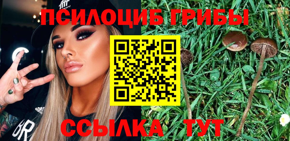 дарнет шоп  Вход с VPN  Муром  Галлюциногенные грибы Magic Shrooms 